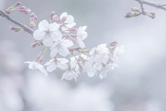 桜-元画像