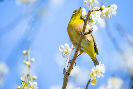 野鳥写真 梅とメジロの春が来た Shirograph